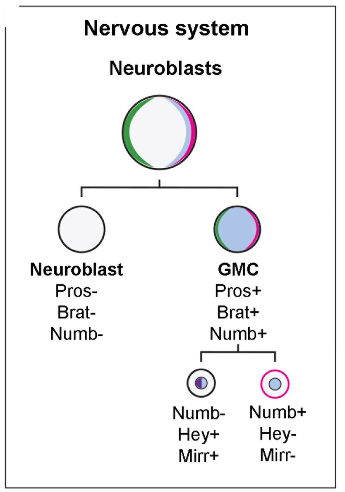 Open access visualization of Workflow, Flowchart, Diagram, Cell Types, Drosophila