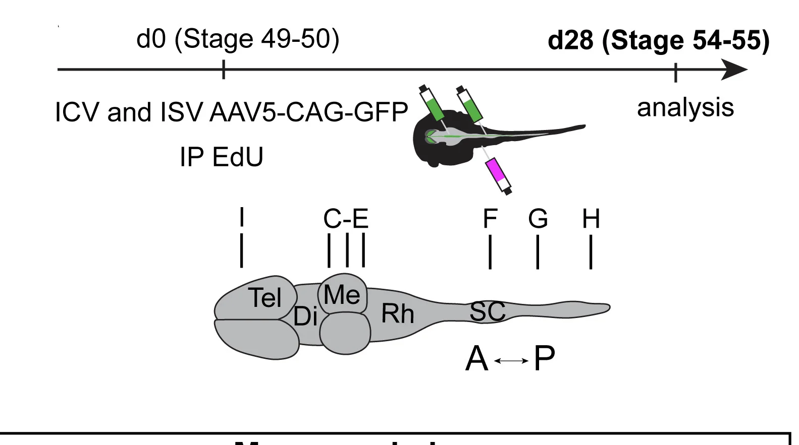 Open access visualization of Workflow, Illustration, AAV5-CAG-GFP, EdU, Xenopus Tadpoles