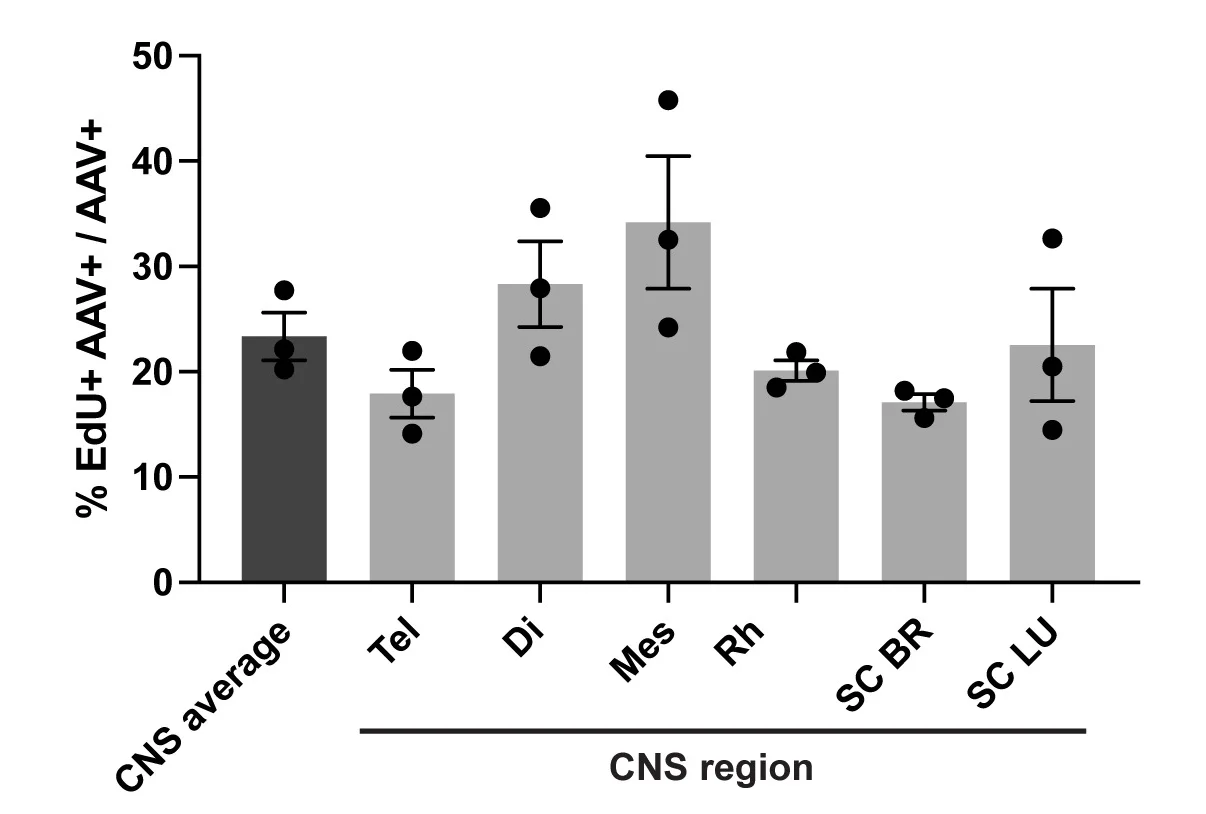 Open access visualization of Bar Plot, Error Bars, EdU, AAV, CNS