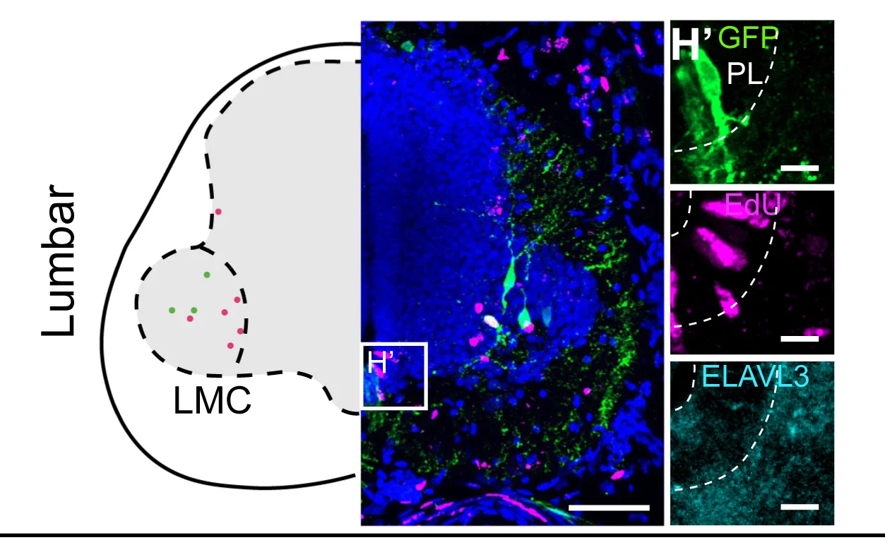 Open access visualization of Microscopy, Illustration, AAV, Spinal Cord, LMC Motor Neurons