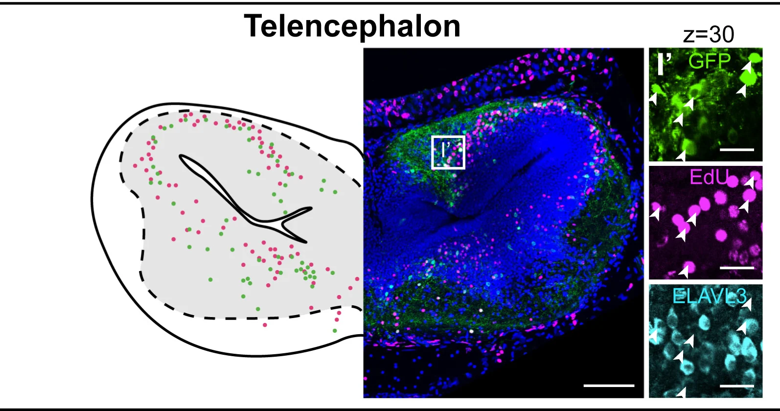 Open access visualization of Microscopy, AAV, EdU, Telencephalon