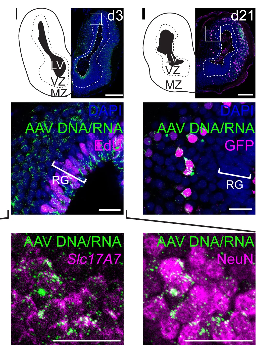 Open access visualization of Microscopy, Photo, Coronal Section, Pleurodeles Telencephalon, Viral DNA/RNA