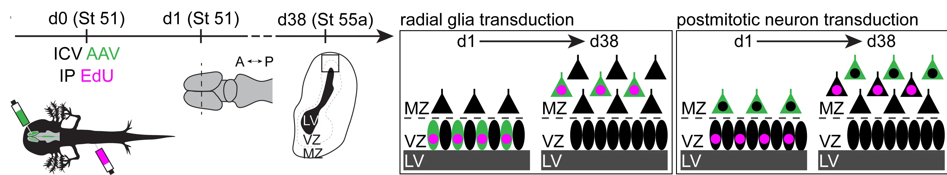 Open access visualization of Workflow, Illustration, Schematic Overview, Viral Labeling, ICV Injection
