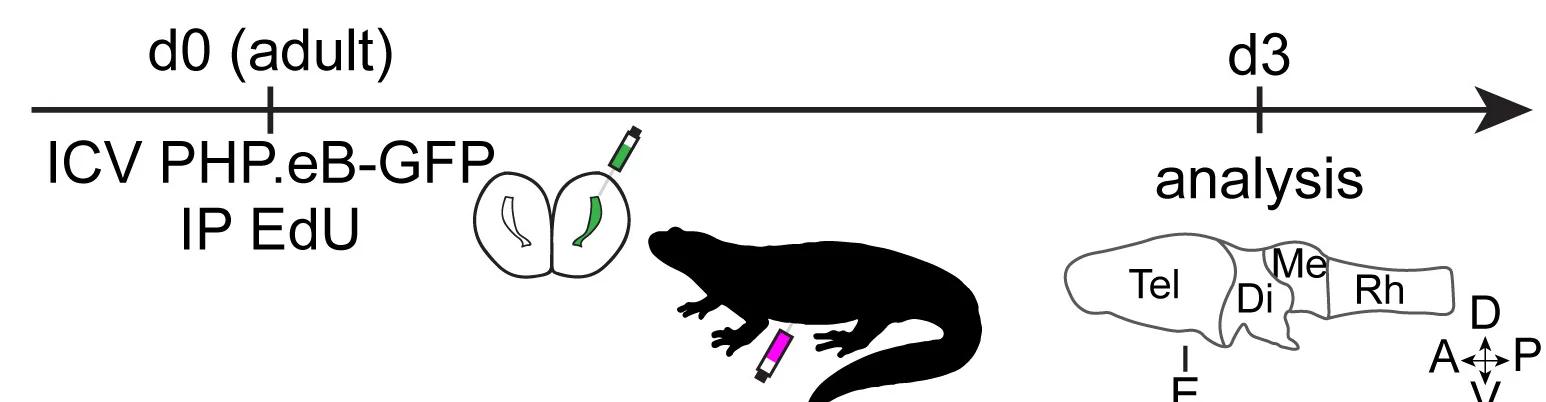 Open access visualization of Workflow, Illustration, Experimental Design, ICV Injection, IP Injection
