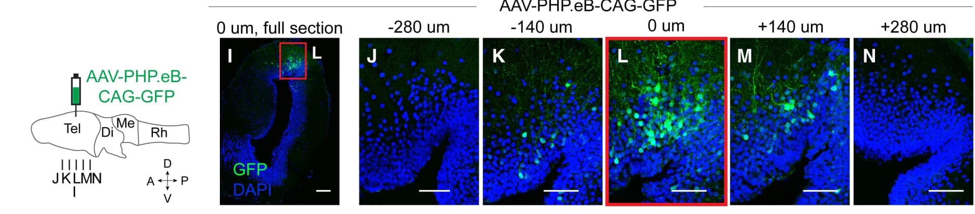 Open access visualization of Microscopy, Injection Site, Section Planes