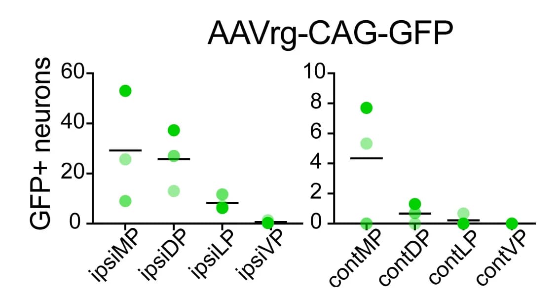 Open access visualization of Scatter Plot, GFP-Positive Cells, Telencephalic Areas, AAVrg-CAG-GFP, Animal