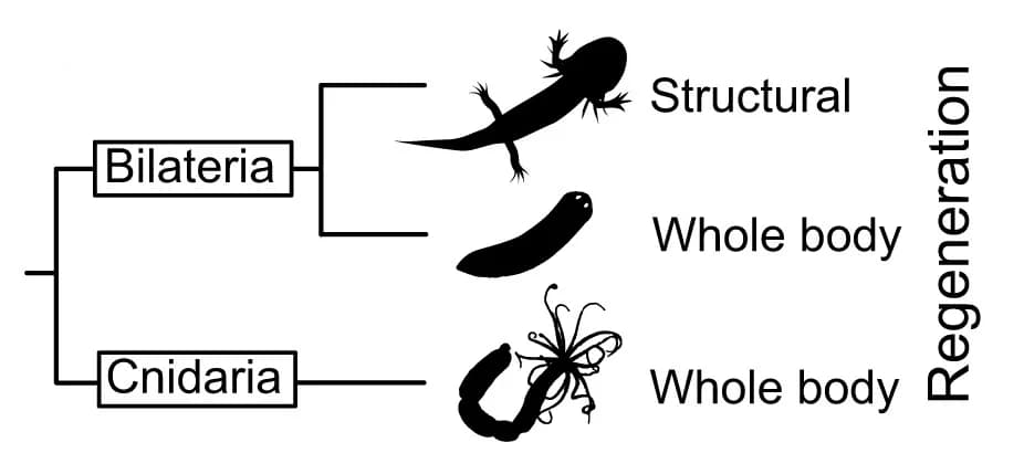 Open access visualization of Workflow, Illustration, Phylogenetic Tree, Cnidaria, Bilateria