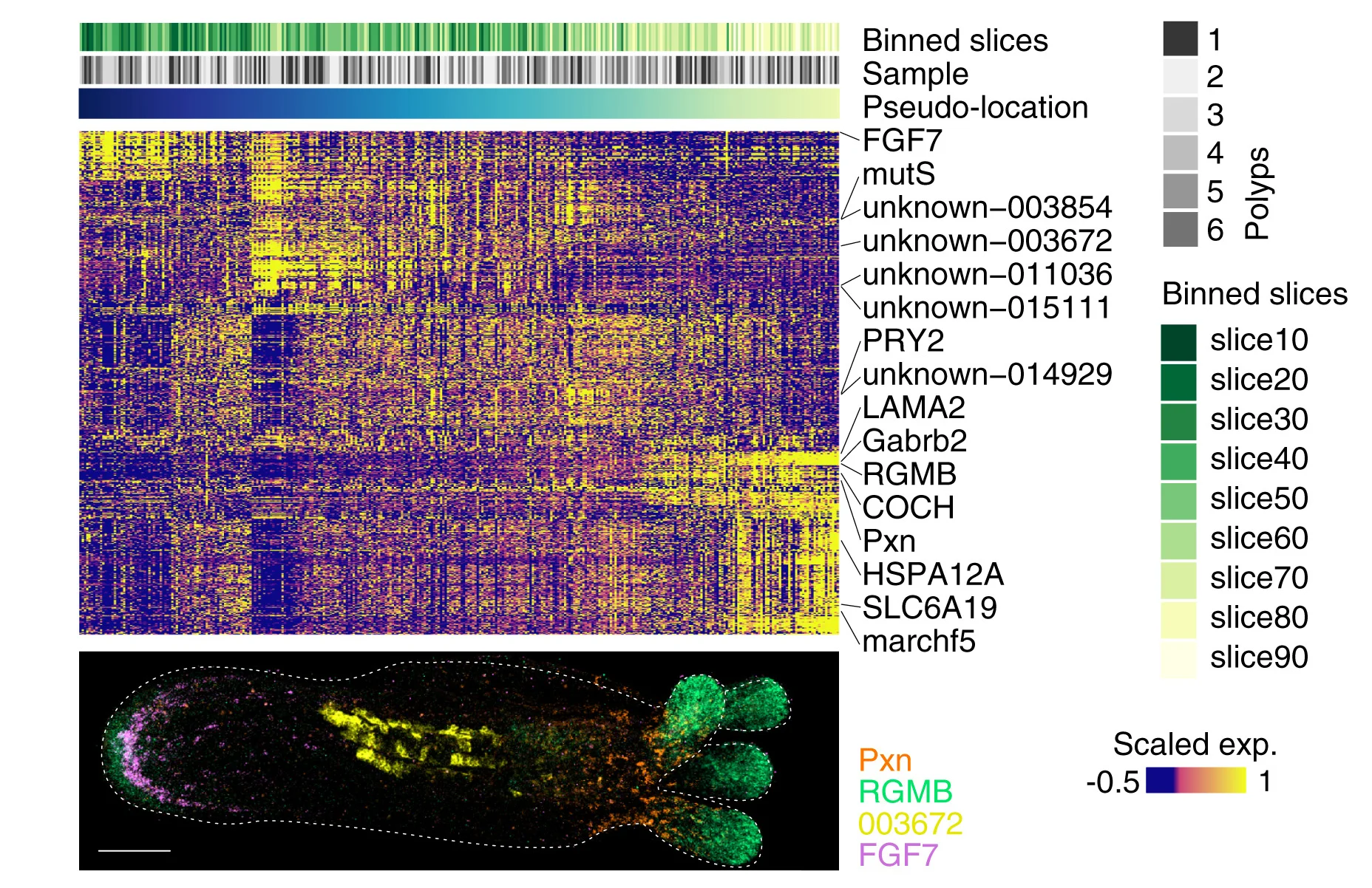 Open access visualization of Heatmap, Bar Plot, Photo, Regional Markers, Tomo-seq