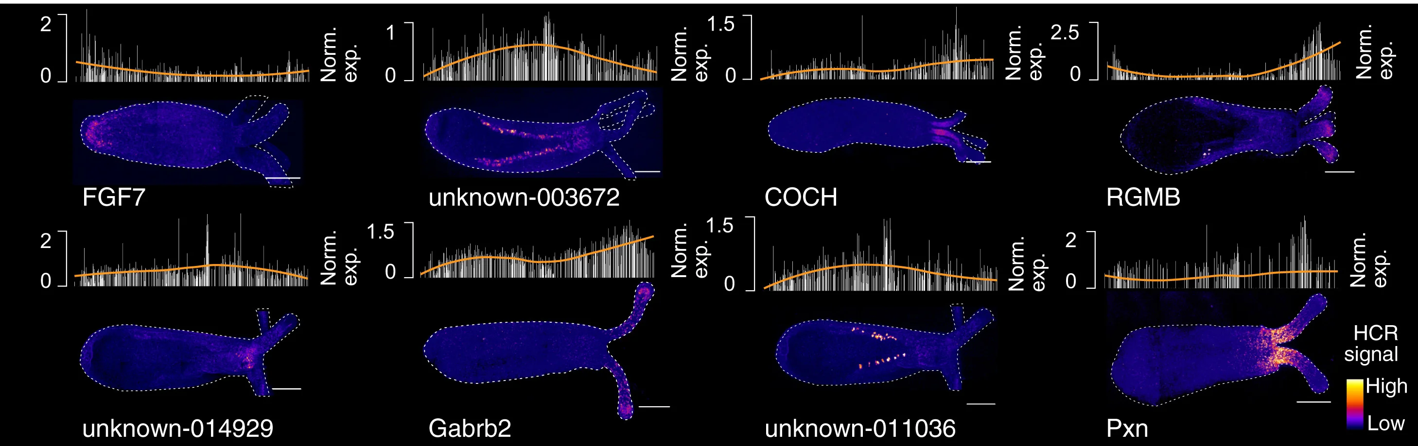 Open access visualization of Microscopy, Histogram, Line Plot, HCR In Situ, Regional Markers