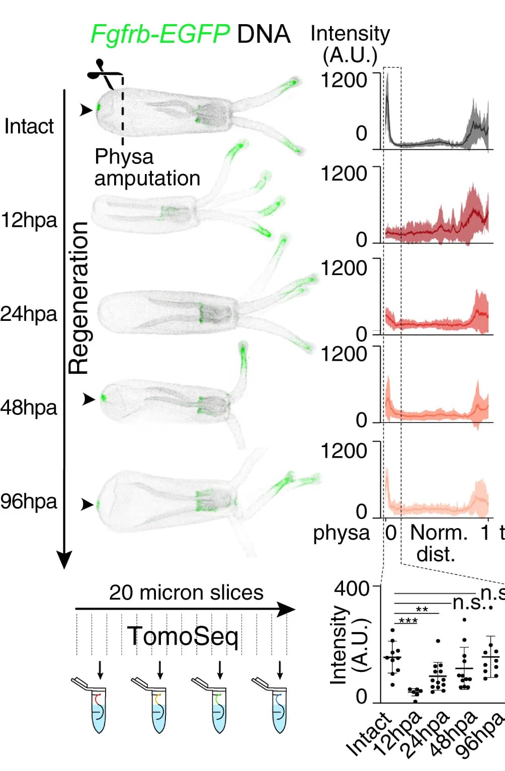 Open access visualization of Microscopy, Line Plot, Scatter Plot, Error Bars, Fgfrb-EGFP Polyps