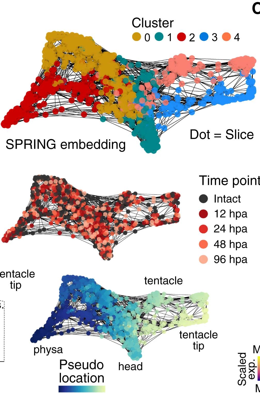 Open access visualization of Network, SPRING Embedding, Tomo-seq Slices, Primary Polyps, Louvain Cluster