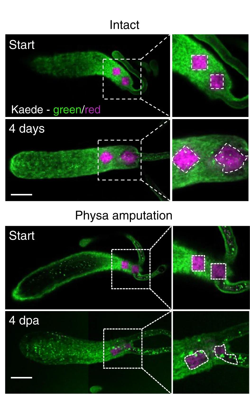Open access visualization of Microscopy, Photoconverted Oral Tissue, Intact Polyps, Physa-Regenerating Polyps, Kaede