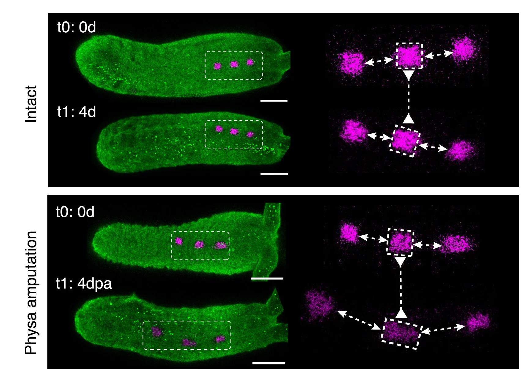 Open access visualization of Microscopy, Photoconverted Tissue Patches, Intact Polyps, Physa-regenerating Polyps, Kaede Expression