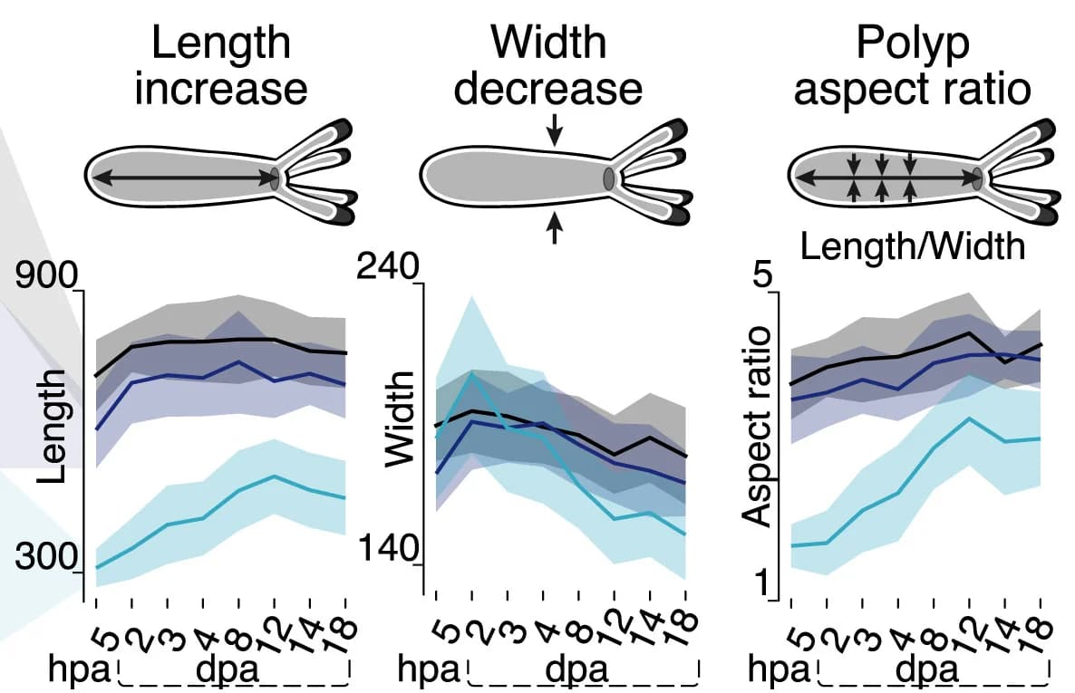 Open access visualization of Line Plot, Error Bars, Polyp Length, Average Width, Aspect Ratio