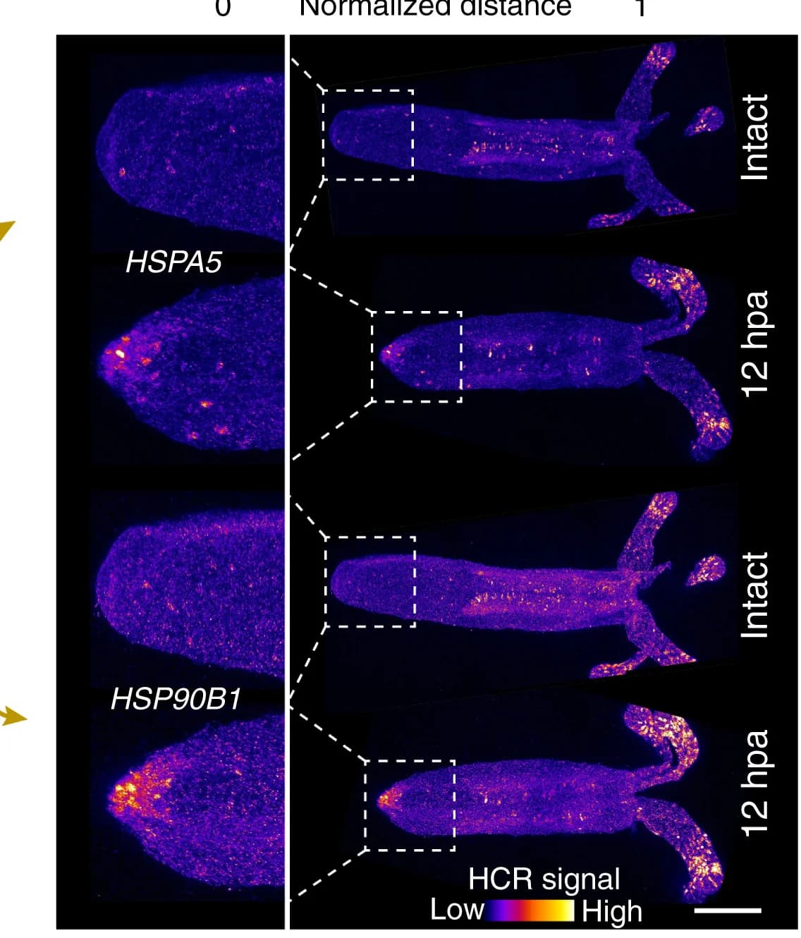 Open access visualization of Microscopy, HCR, In Situ Hybridization, Heat Shock Proteins, Physa Amputation