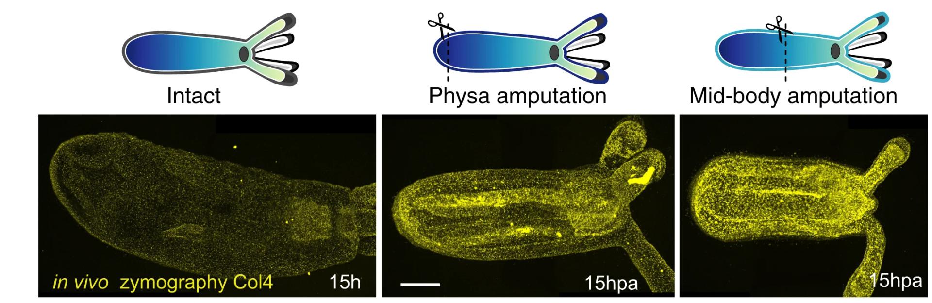 Open access visualization of Microscopy, Illustration, Maximum Projection Images, Intact Polyps, Physa-Amputated Polyps