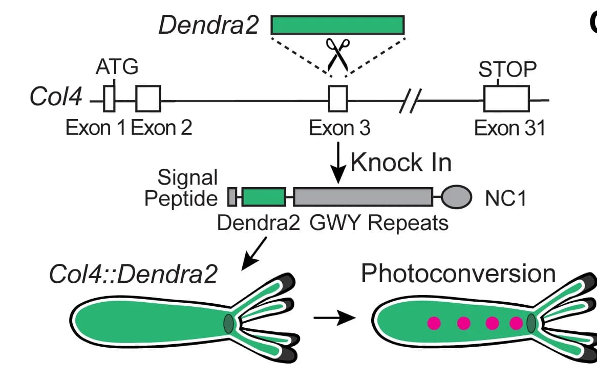 Open access visualization of Workflow, Illustration, CRISPR-Cas 9 System, Dendra2, Photoconversion