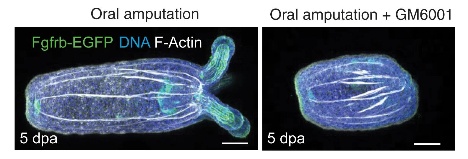 Open access visualization of Microscopy, Maximum Projection Images, Control Polyp, GM6001-Treated Polyp, Oral Amputation