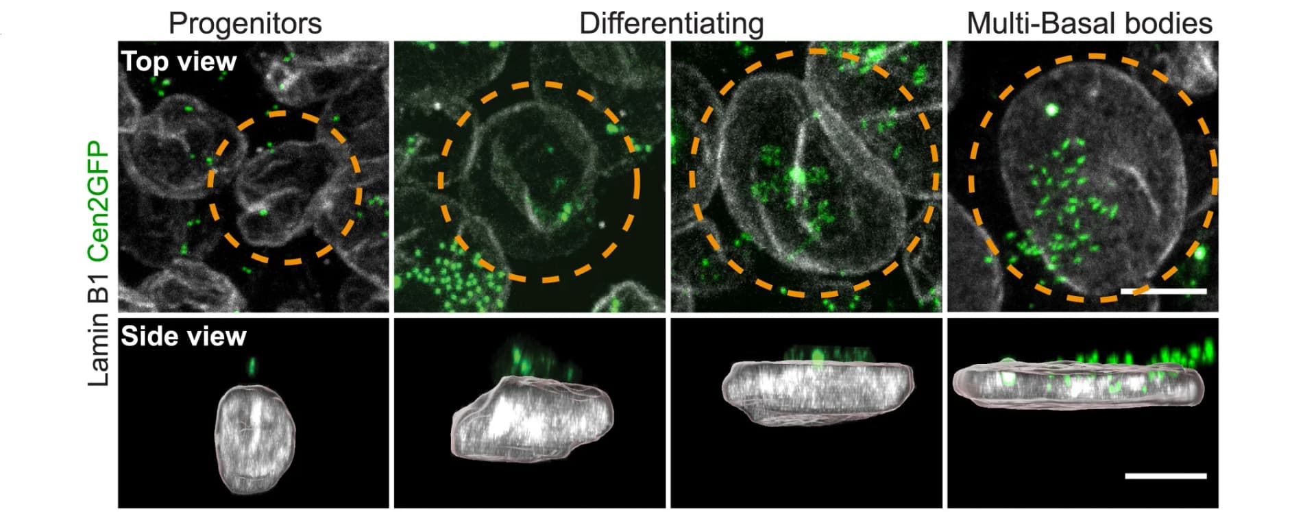 Open access visualization of Microscopy, Lamin-B1, Nuclear Lamina, Centrin2-GFP, Cen2GFP