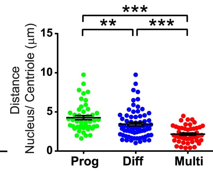 Open access visualization of Scatter Plot, Nuclear Shape, Imaris Segmented Nuclei, Membrane-Cherry, mb-cherry
