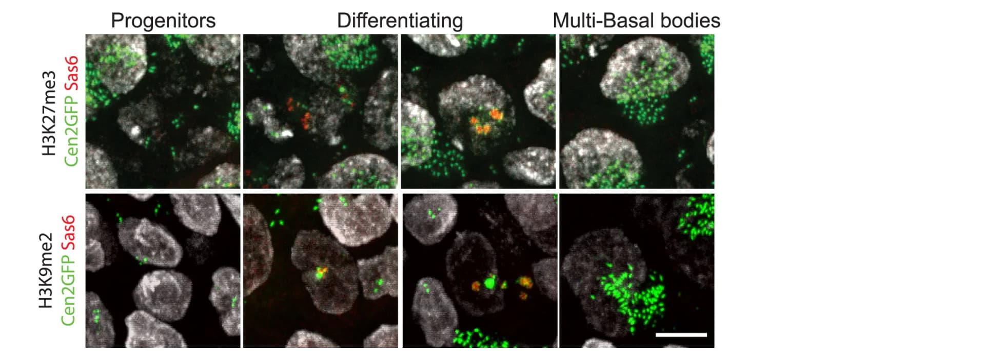 Open access visualization of Microscopy, H3K27me3, H3K9me2, Centrin2-GFP, Cen2GFP