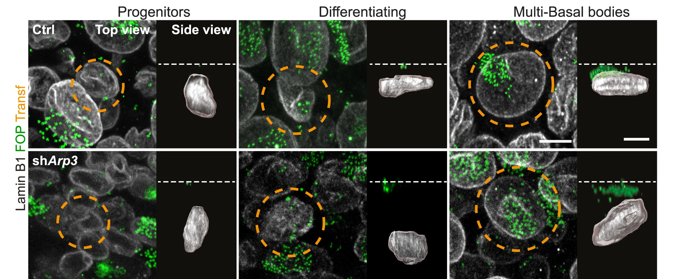 Open access visualization of Microscopy, Lamin B1, FOP, Centrioles, EC Differentiation