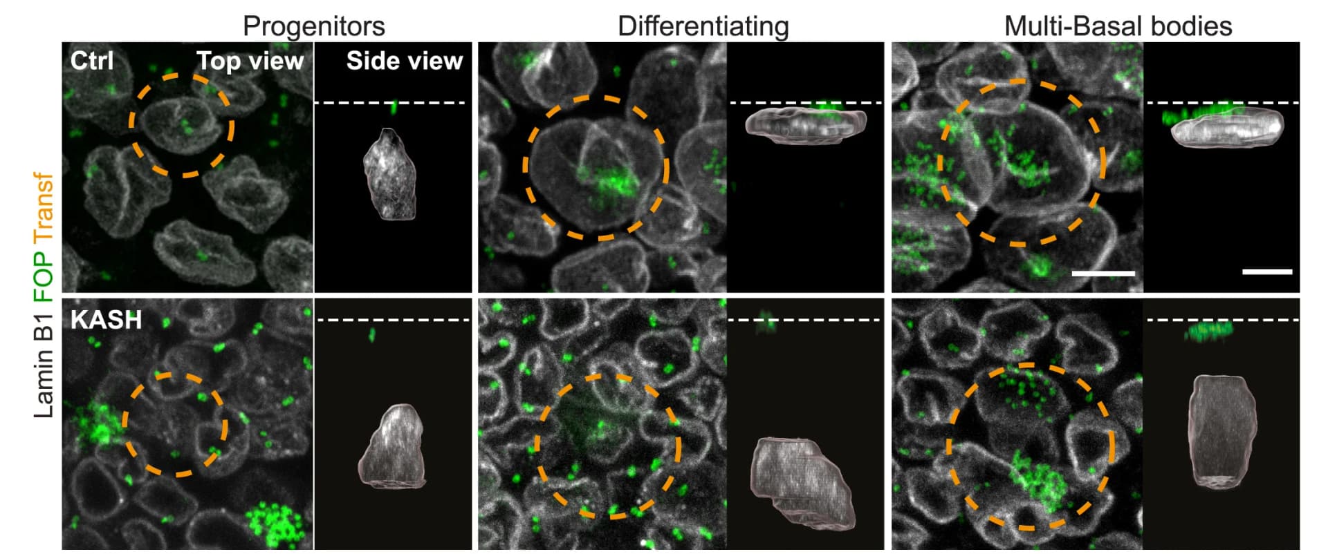 Open access visualization of Microscopy, 3D Plot, Lamin B1, FOP, EC Differentiation
