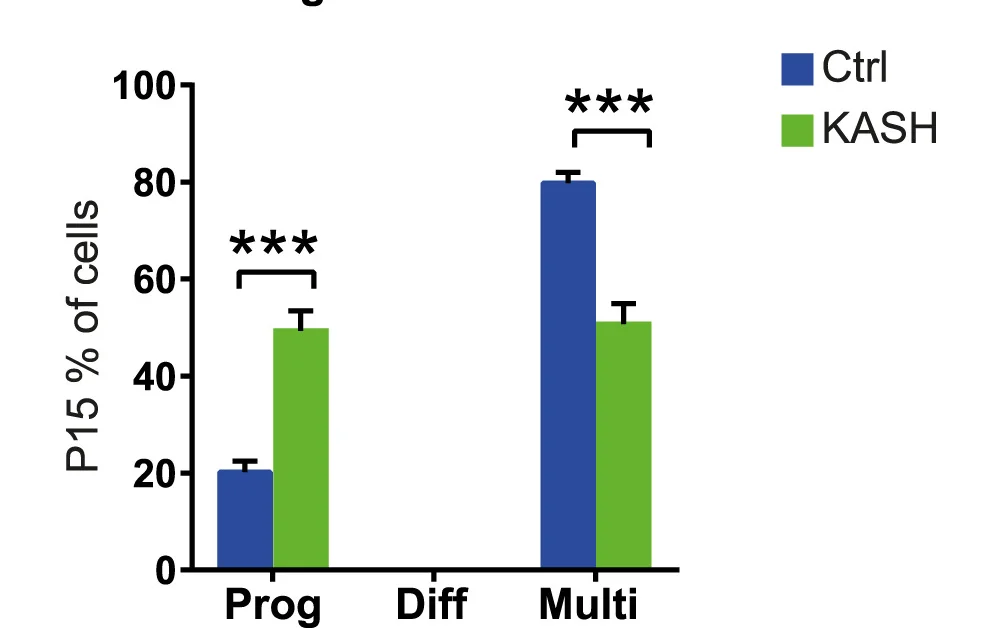 Open access visualization of Bar Plot, Clustered, Error Bars, Transfected Cells, Progenitors