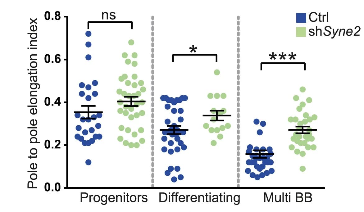 Open access visualization of Scatter Plot, Error Bars, Nuclear Shape, EC Differentiation, Imaris Segmented Nuclei