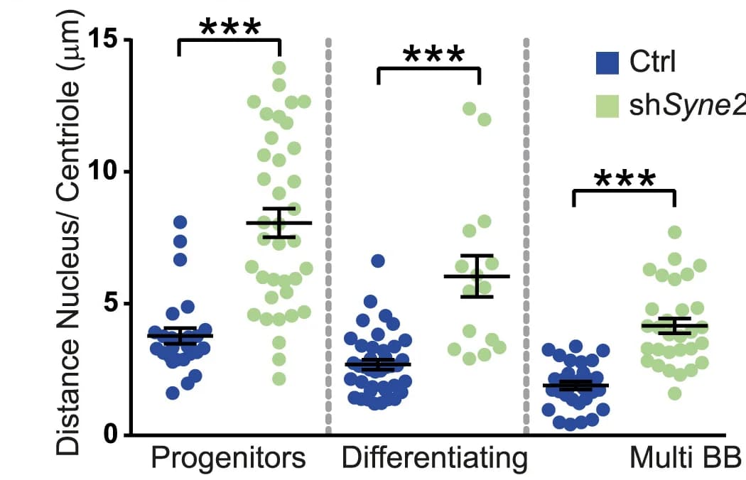 Open access visualization of Scatter Plot, Error Bars, Nuclear Shape, EC Differentiation, Imaris Segmented Nuclei