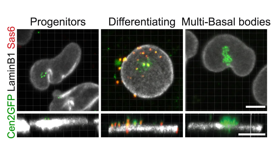 Open access visualization of Microscopy, Lamina B1, Sas6, Centrioles, Cen2GFP
