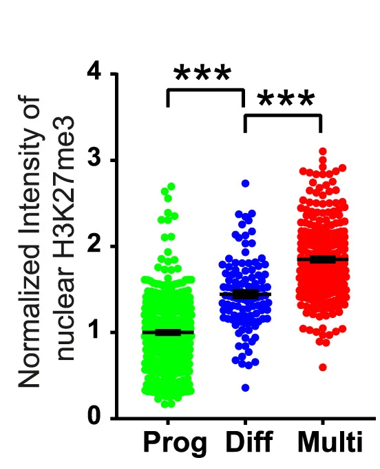 Open access visualization of Scatter Plot, Fluorescence Intensity, H3K27me3, Nuclear Envelope, Differentiation Stages