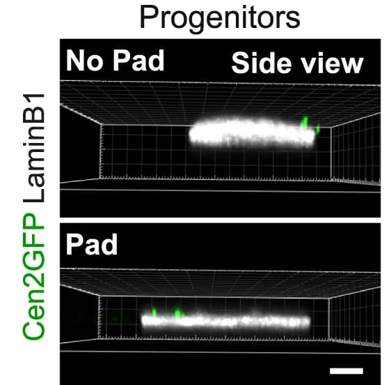 Open access visualization of Microscopy, Progenitor Cells, Confinement, Agarose Pad, 3D Imaris View