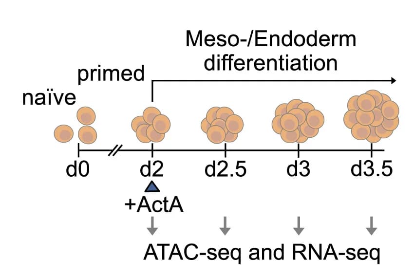 Open access visualization of Workflow, Flowchart, Differentiation, Mesoderm, Endoderm