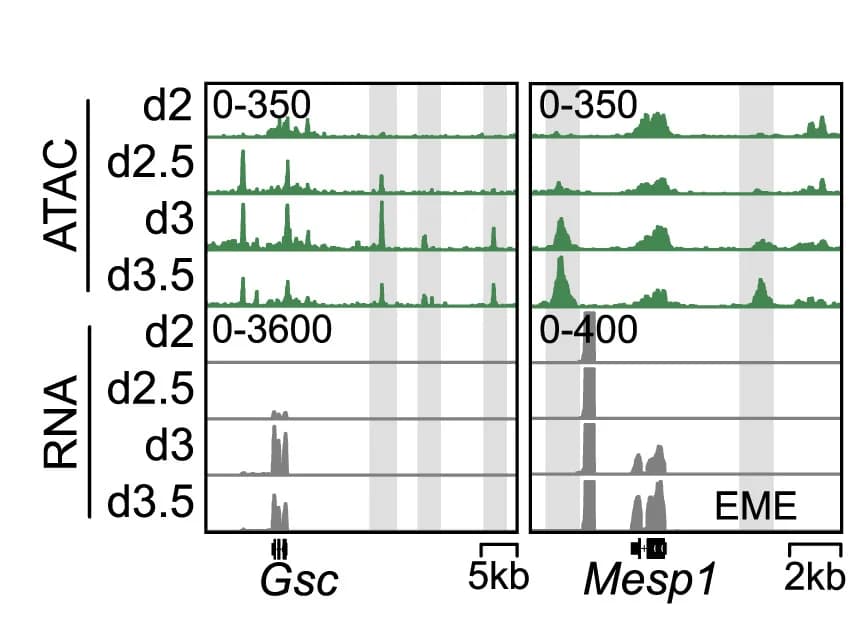 Open access visualization of Line Plot, Density Plot, Genome Browser, ATAC-seq, RNA-seq