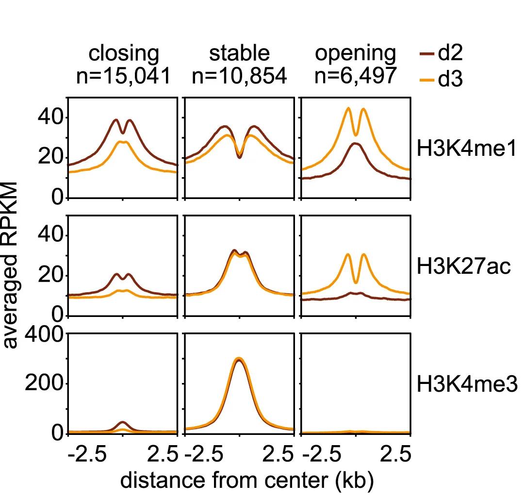 Open access visualization of Line Plot, Meta Plot, ChIP-seq, Histone Modifications, H3K4me1
