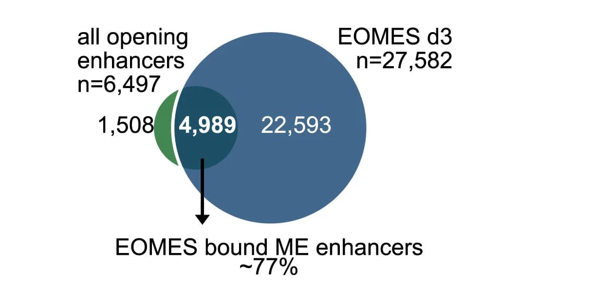 Open access visualization of Venn Diagram, Enhancers, EOMES, ChIP-seq, WT Cells