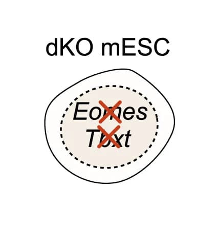 Open access visualization of Illustration, Schematic, Eomes, Tbxt, Double Knockout