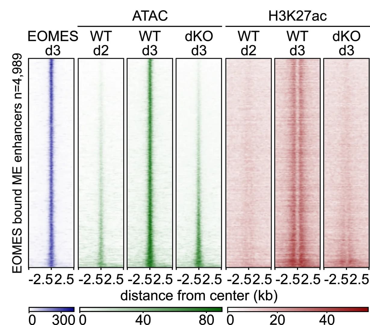 Open access visualization of Heatmap, Heatmaps, EOMES, ChIP-seq, ATAC-seq