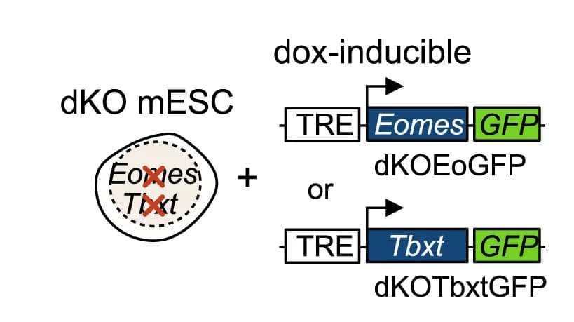 Open access visualization of Workflow, Illustration, dKO mESCs, Doxycycline, GFP-tagged Eomes