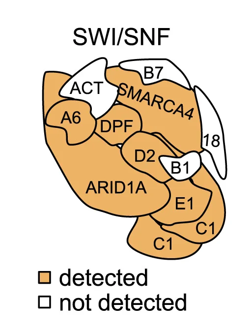 Open access visualization of Illustration, SWI/SNF Complex, Chromatin Remodeling Complex, EOMES, SMARCC1