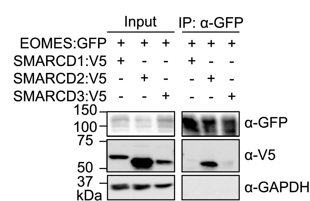 Open access visualization of Gel, Co-immunoprecipitation, EOMES:GFP, SMARCD2:V5, HEK293T