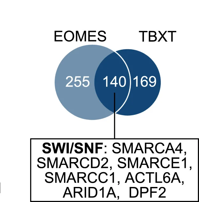 Open access visualization of Venn Diagram, Proteins, Chromatin Immunoprecipitation, EOMES:GFP, TBXT:GFP