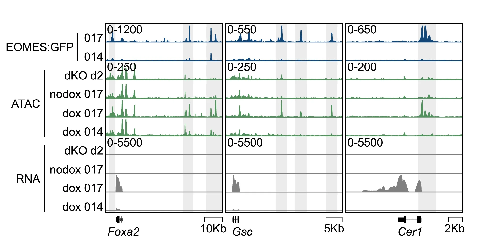Open access visualization of Line Plot, Density Plot, Genome Browser, ChIP-seq, EOMES:GFP