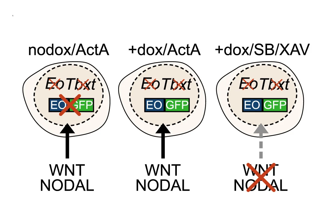 Open access visualization of Workflow, Flowchart, dKOEoGFP Cells, ME Induction, Activin A