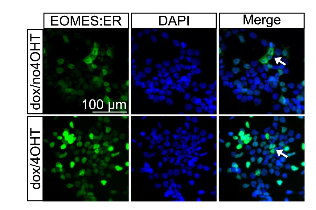Open access visualization of Microscopy, Immunofluorescence Staining, EOMES, Embryonic Stem Cells, Cellular Localization