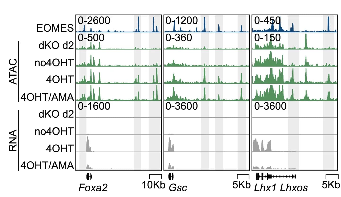 Open access visualization of Line Plot, Density Plot, Genome Browser, ChIP-seq, ATAC-seq