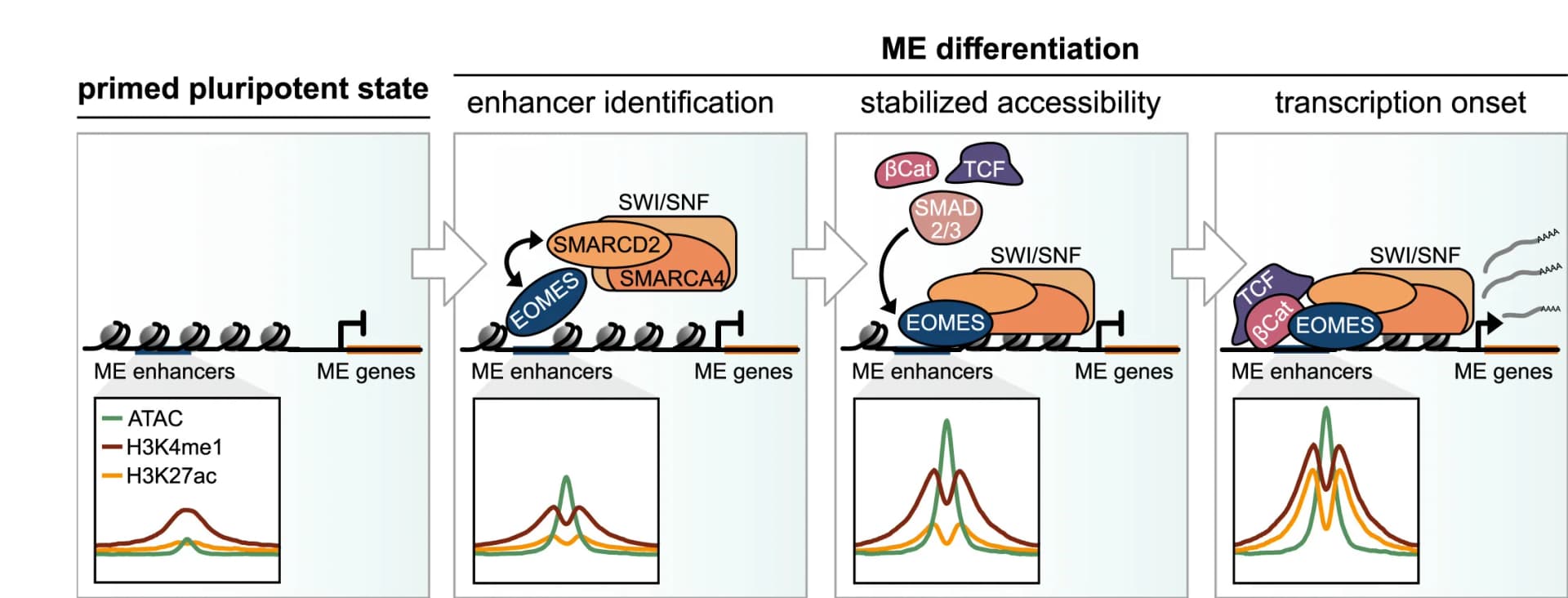 Open access visualization of Workflow, Illustration, Line Plot, Comprehensive Model, EOMES