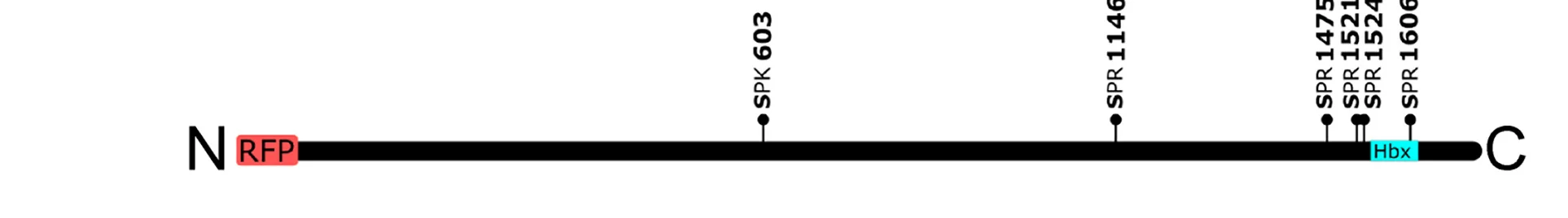 Open access visualization of Illustration, RFP-Hbx56SA Construct, ErkB Phosphorylation Sites, Homeobox Domain