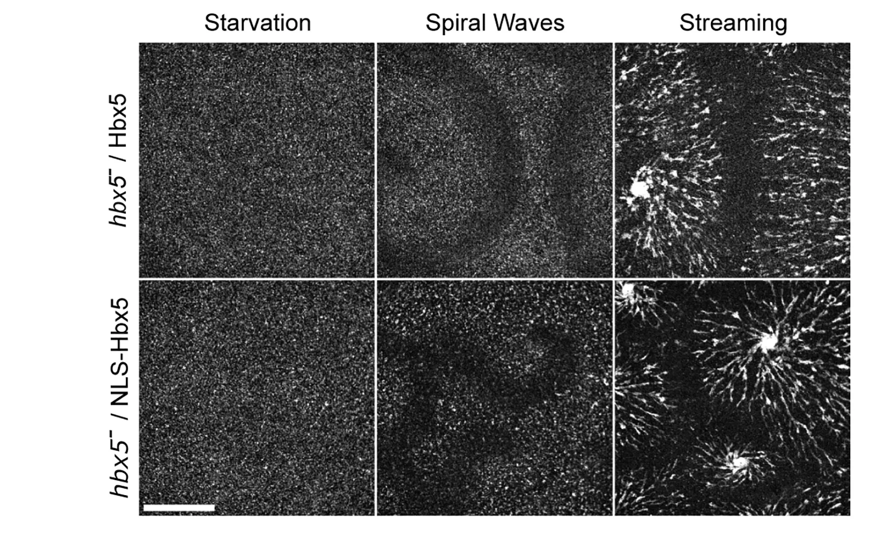 Open access visualization of Microscopy, cAMP Waves, NLS-RFP-Hbx5 Cells, Flamindo2, Fluorescence Images